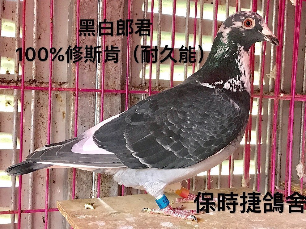 100% 修斯肯 冯莱尔 老血统